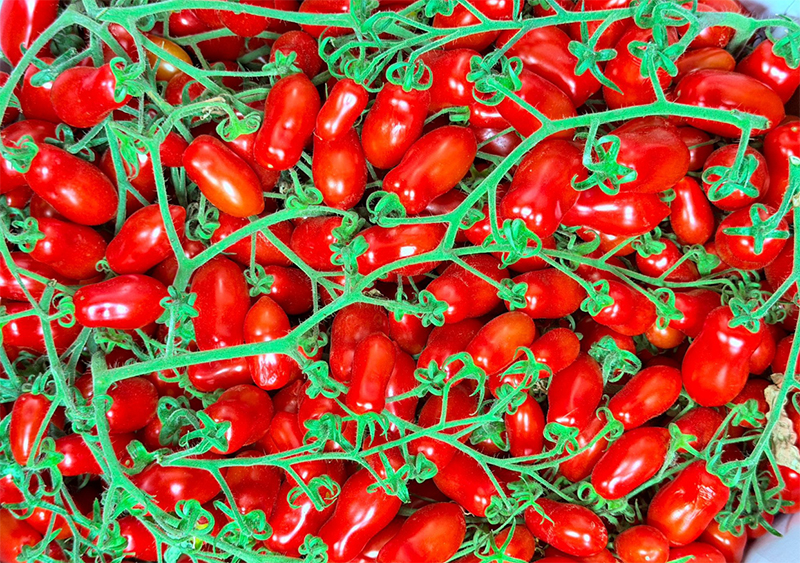 Pomodoro datterino - Sardegna - da 2,50 a 3,00 euro al chilogrammo
